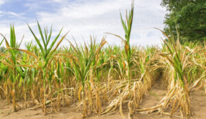 Corn Futures Rise on Dry Weather Concerns